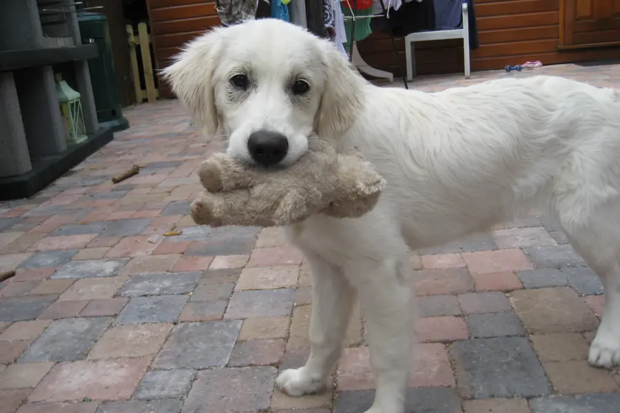 5 juli met Lammetje 001