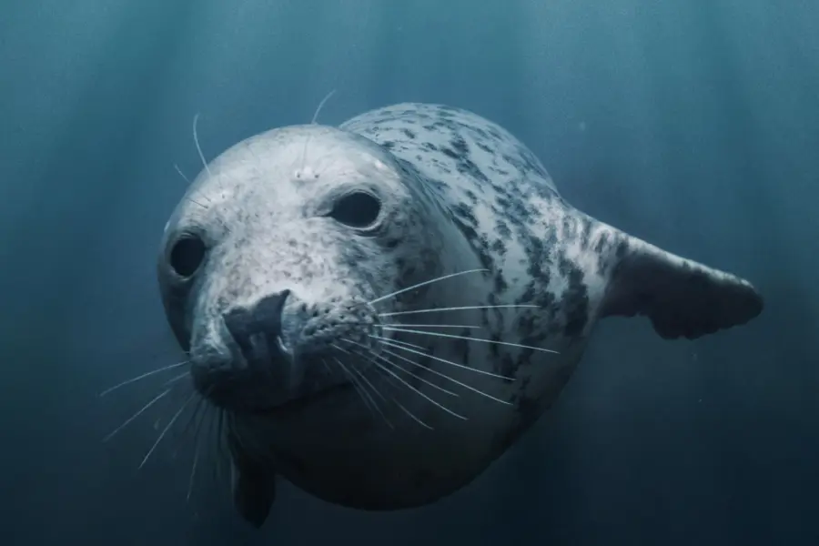 Ecomare onder water thumb