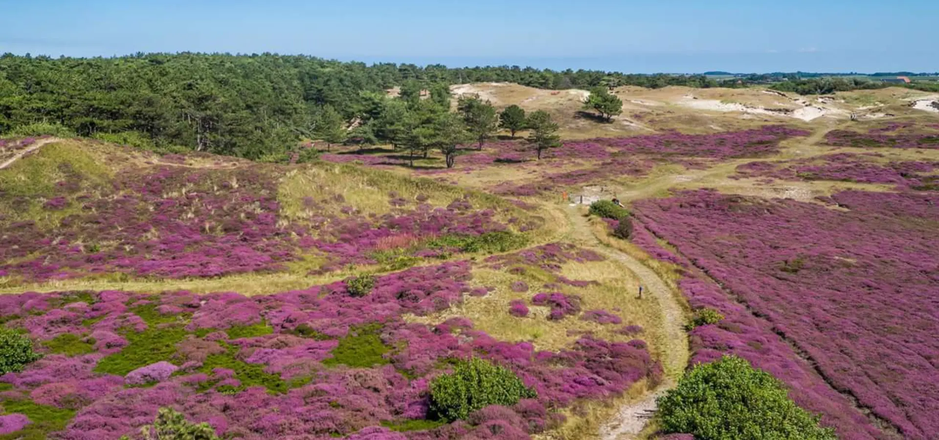 Coogherveld Texel Informatie = prachte heiden velden De Koog