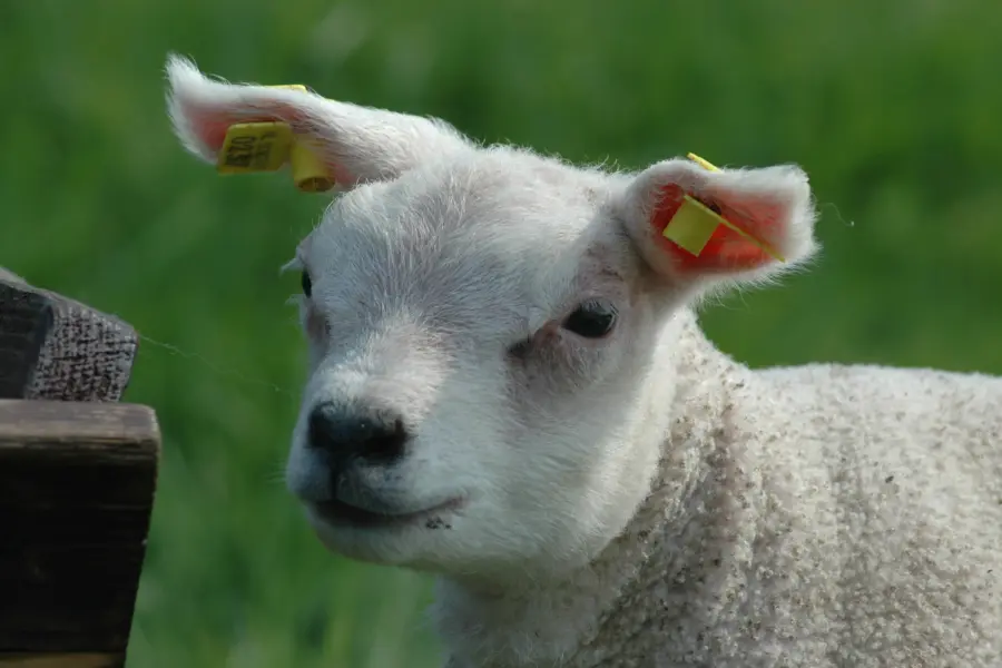 Coogherveld Camping Omgeving Lammetje